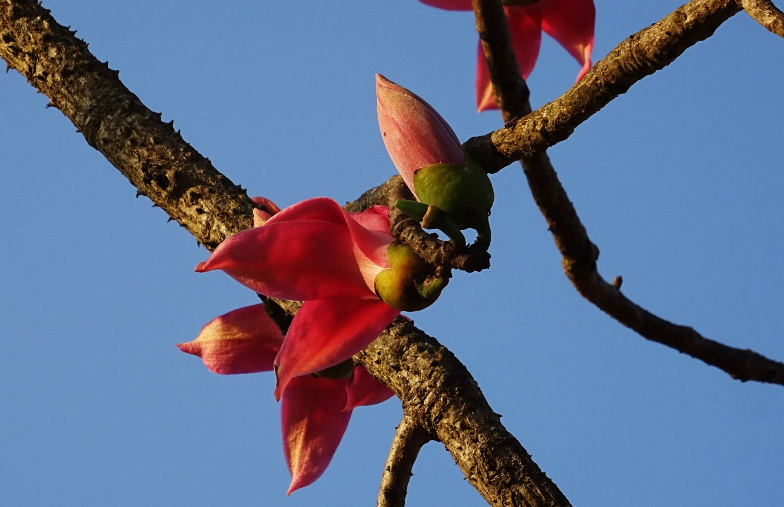 Sony DSC-HX60V sample photo. Flower, bud, shimul photography