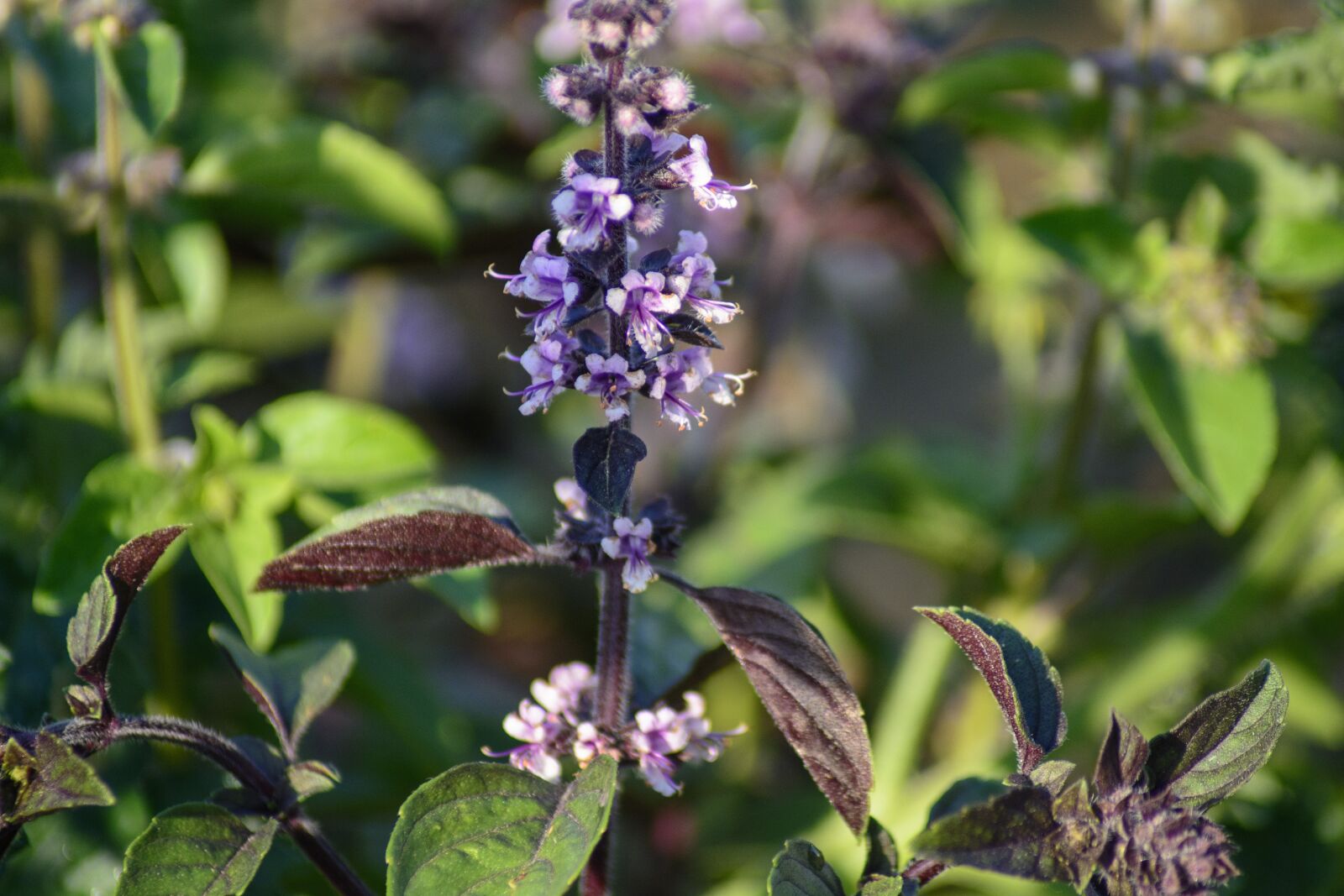 Nikon D7100 sample photo. Basil, blossom, bloom photography