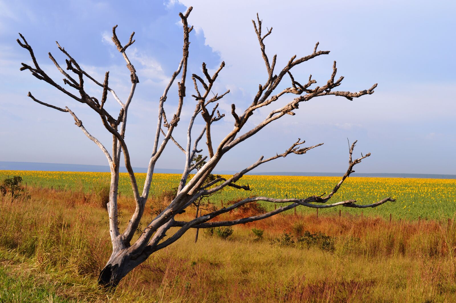 Nikon D3200 sample photo. Nature, dry tree, landscape photography