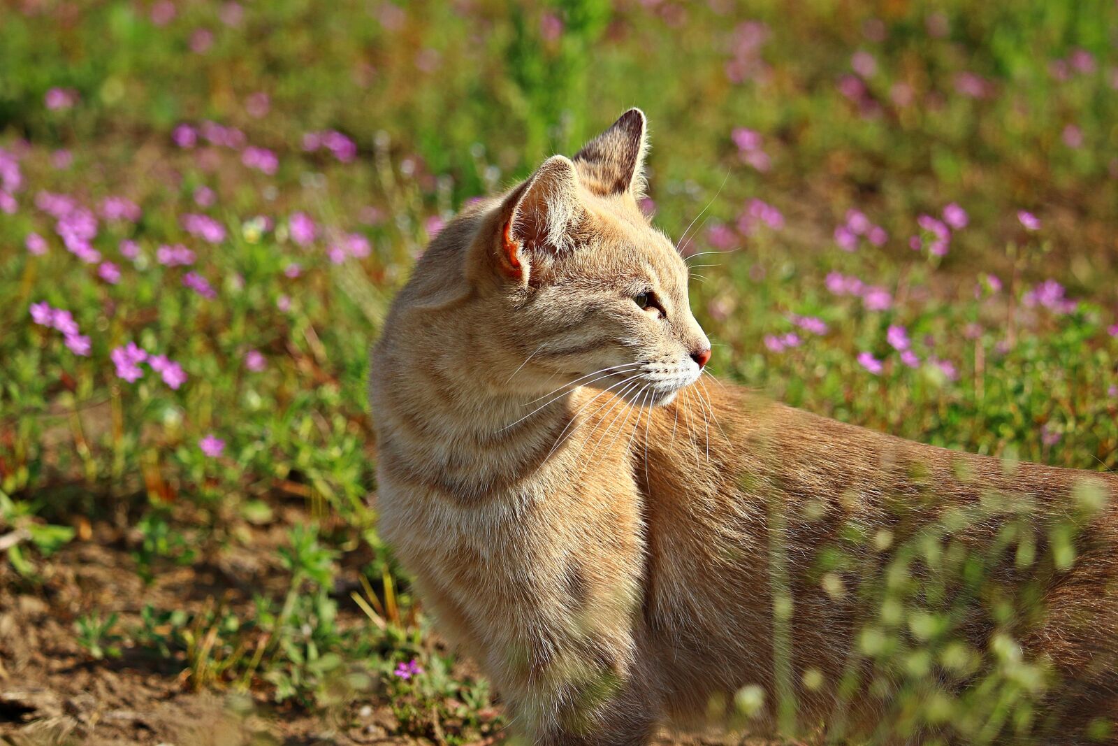 Canon EOS 100D (EOS Rebel SL1 / EOS Kiss X7) sample photo. Cat, mieze, tiger cat photography