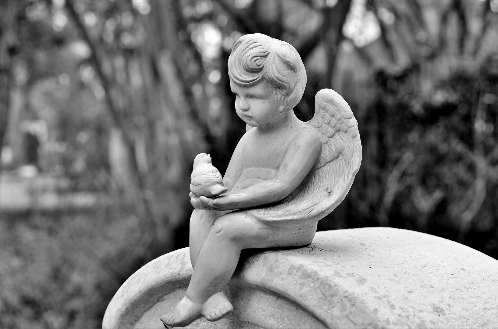 Nikon D800 sample photo. Angel, cemetery, sculpture photography