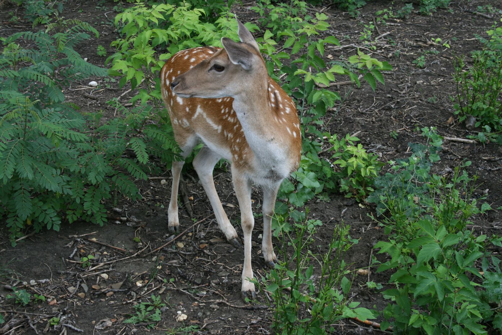 Canon EOS 400D (EOS Digital Rebel XTi / EOS Kiss Digital X) sample photo. Deer, forest, fauna photography