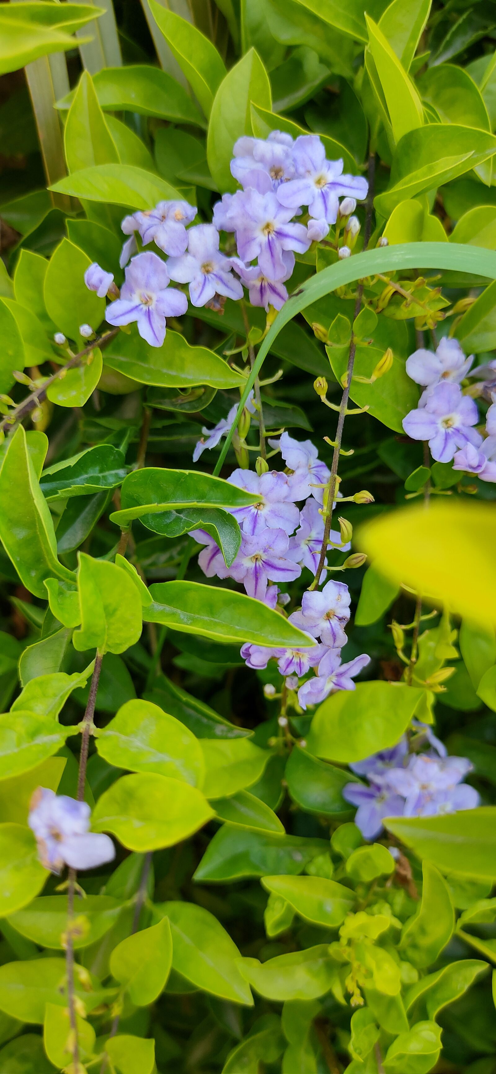 Realme XT sample photo. By, tiwari, rahulmukesh photography