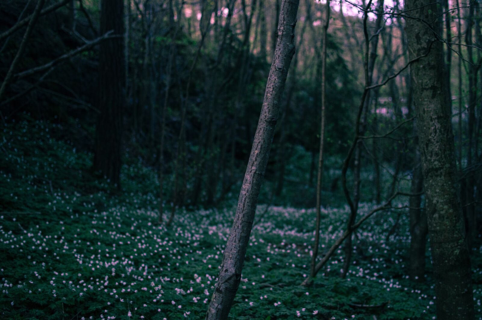 Nikon D3200 sample photo. Dawn, dusk, flowers photography