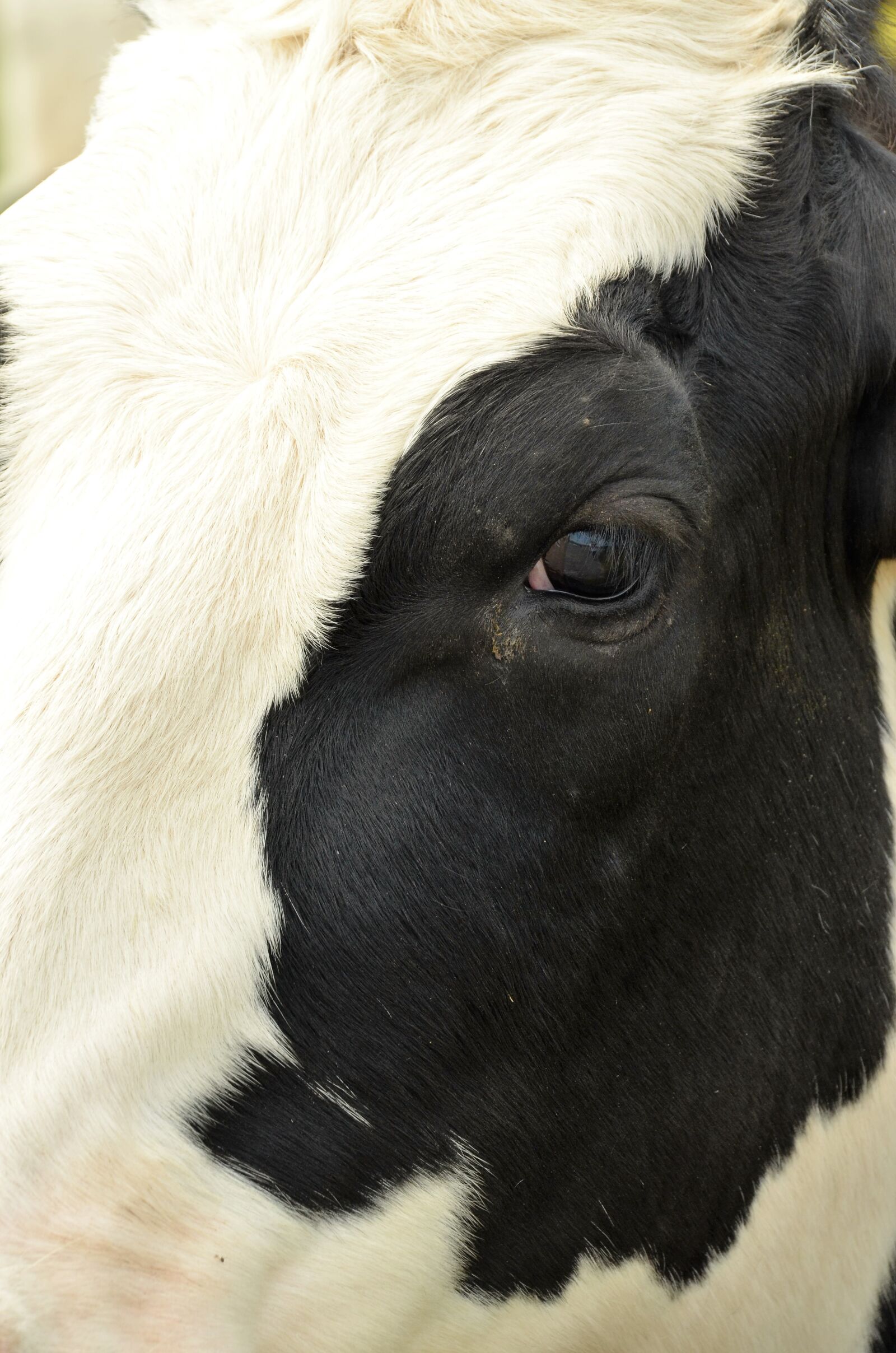 Nikon D7000 sample photo. Animal, mammal, cow photography