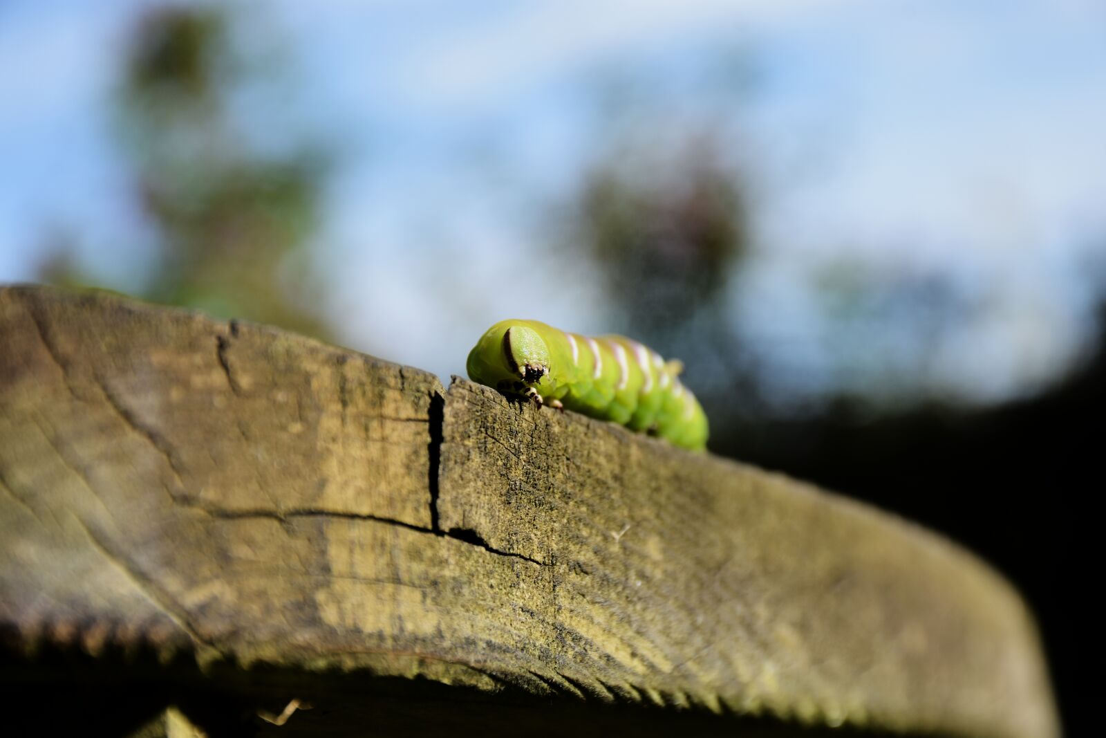 Nikon D7200 sample photo. Caterpillar, privet hawk moth photography