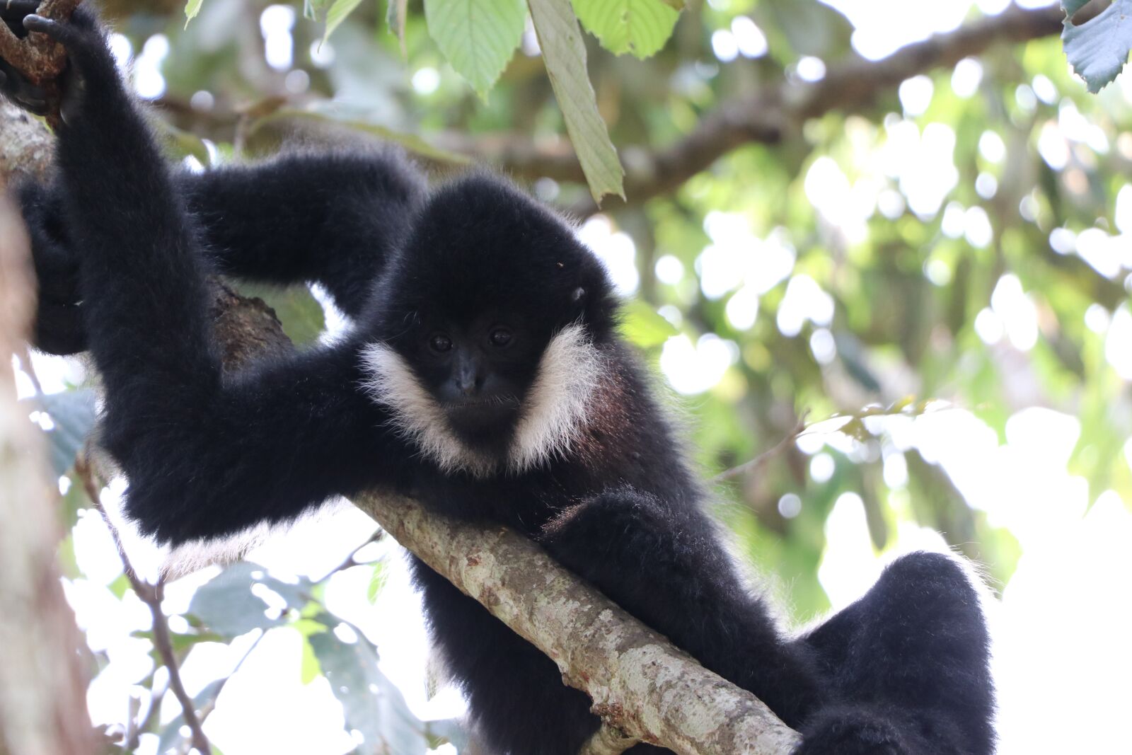 Canon EF-S 18-135mm F3.5-5.6 IS USM sample photo. Monkey, tropical, tourism photography