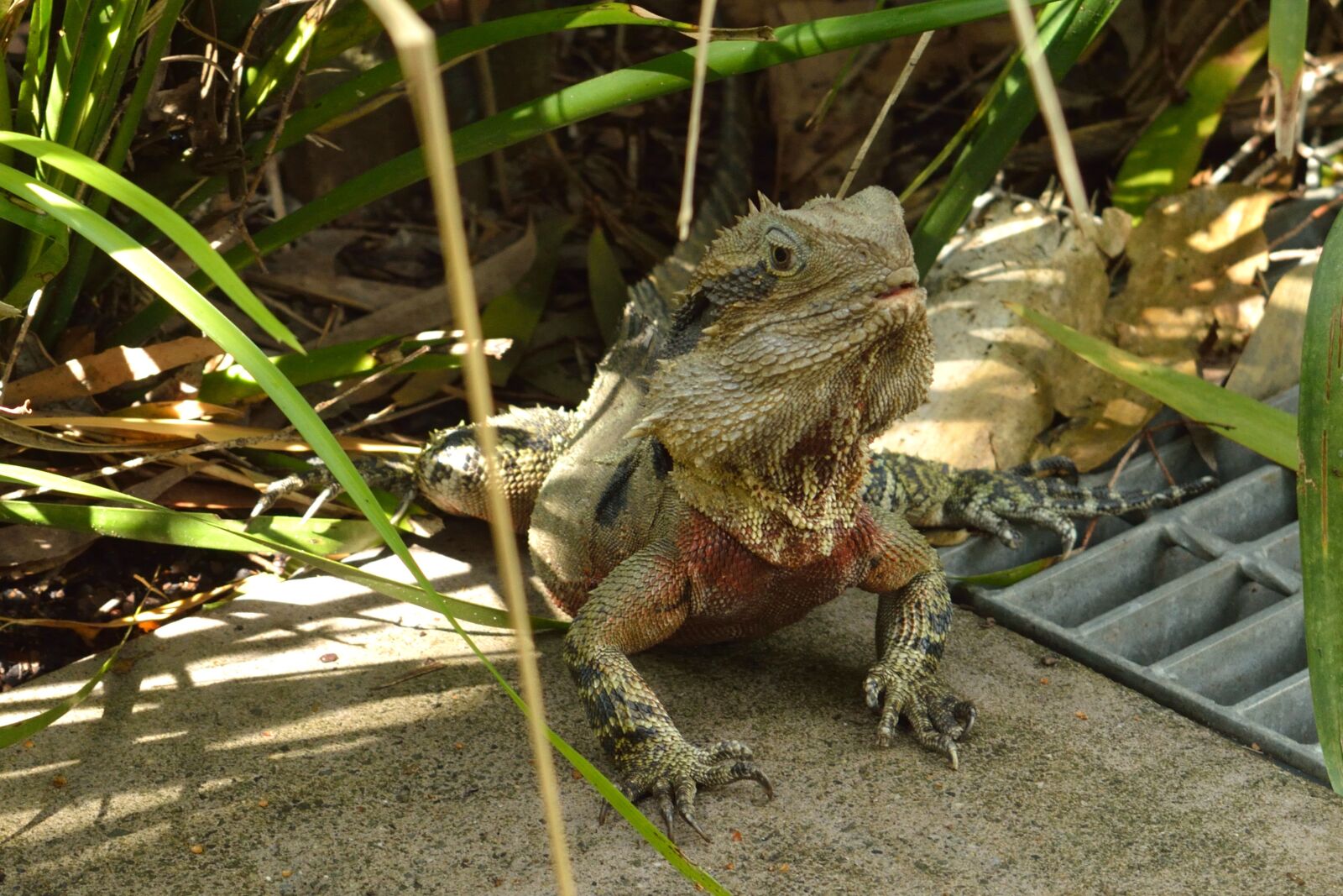Nikon D3200 sample photo. Water dragon, zoo, lizard photography