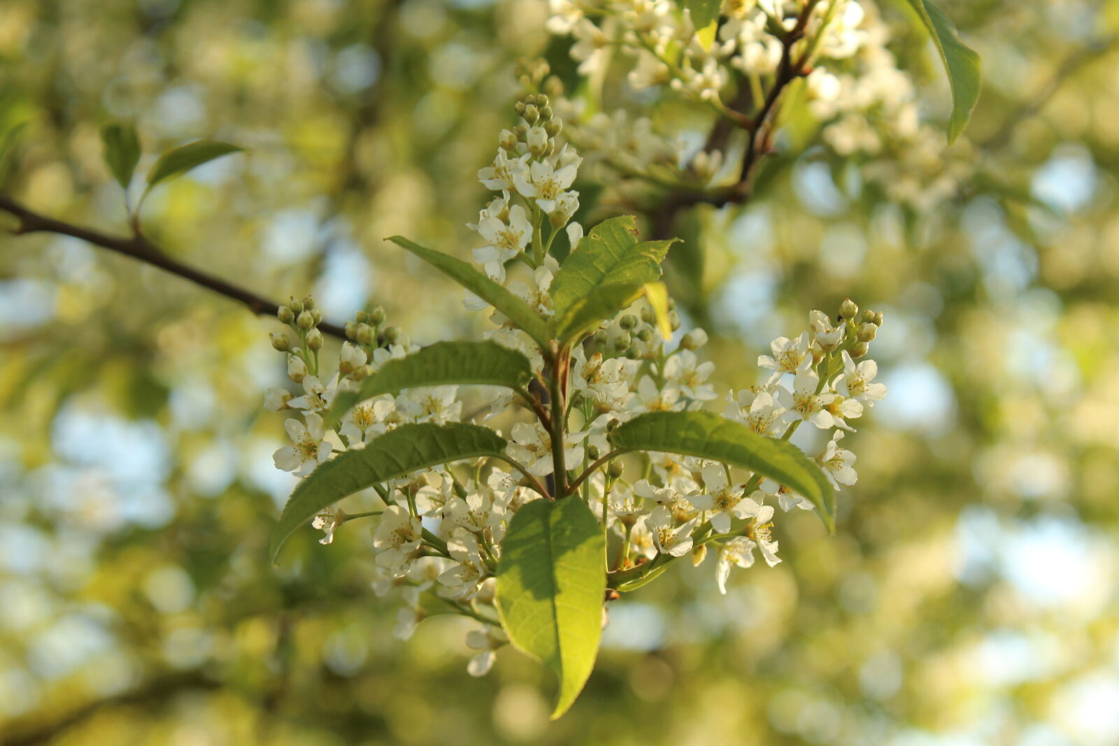 Canon EOS 600D (Rebel EOS T3i / EOS Kiss X5) sample photo. Flower, nature, nature, photography photography