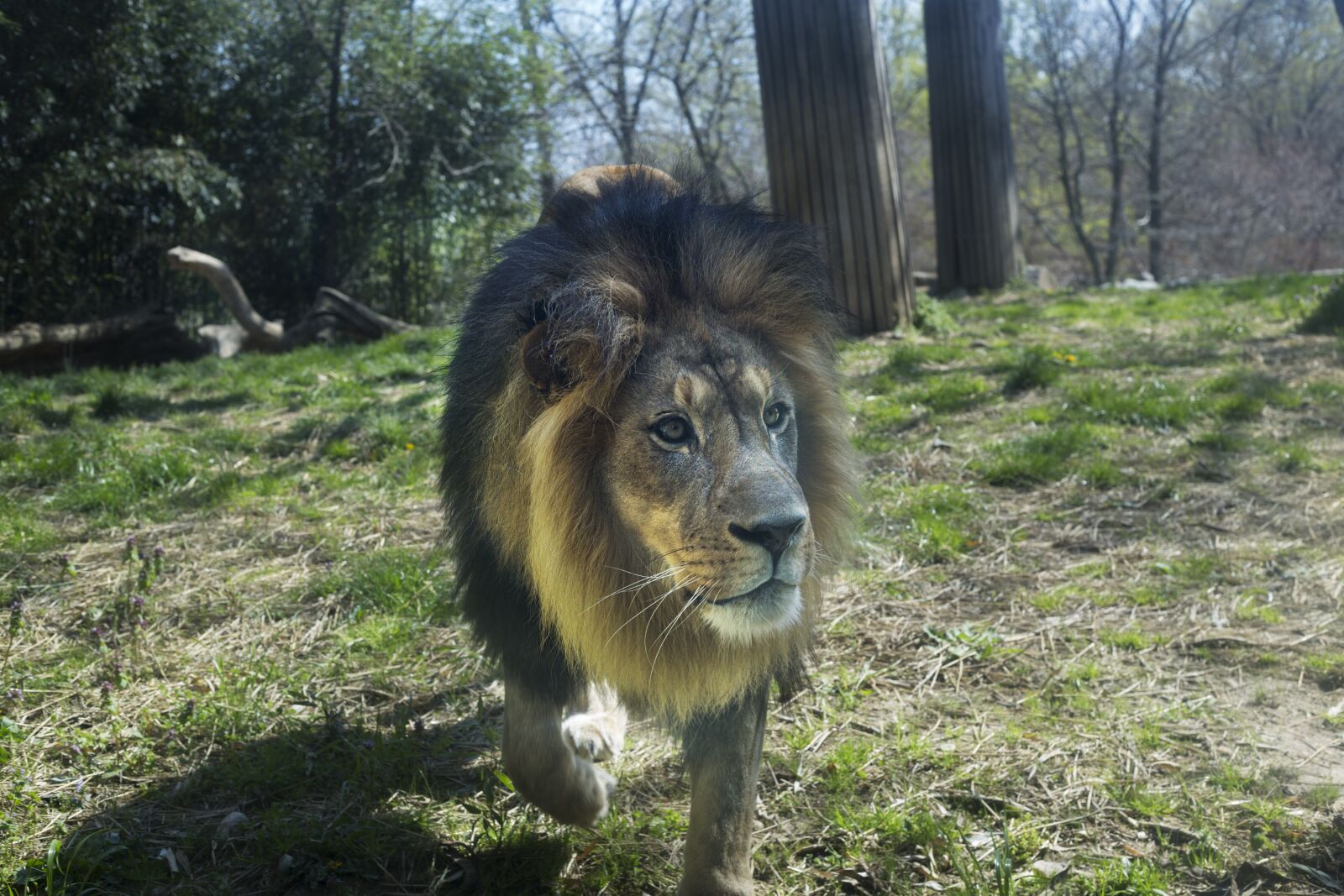 Canon EF 50mm F1.8 II sample photo. Zoo, lion, animal photography
