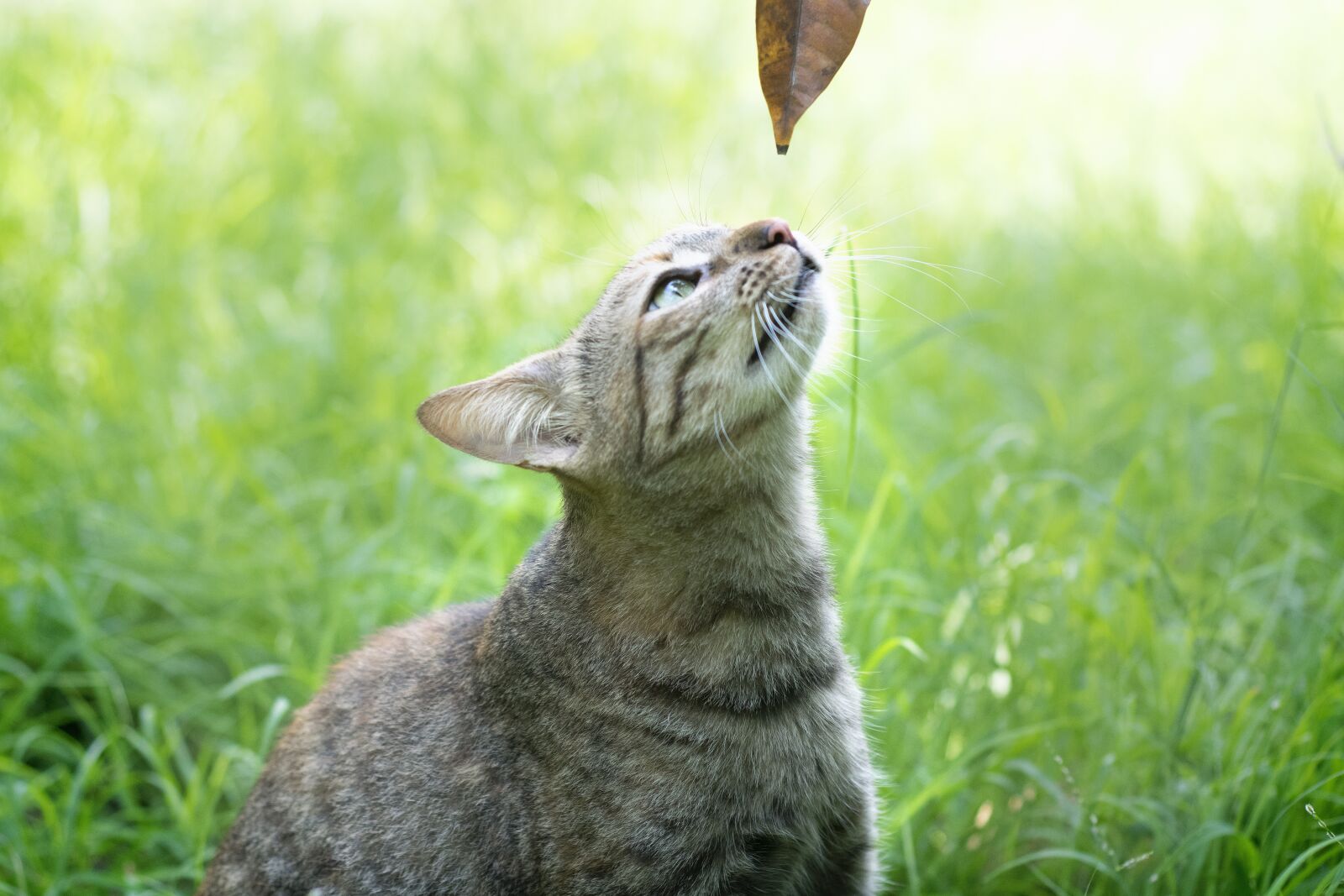 Nikon D3300 sample photo. Gata, pet, feline photography