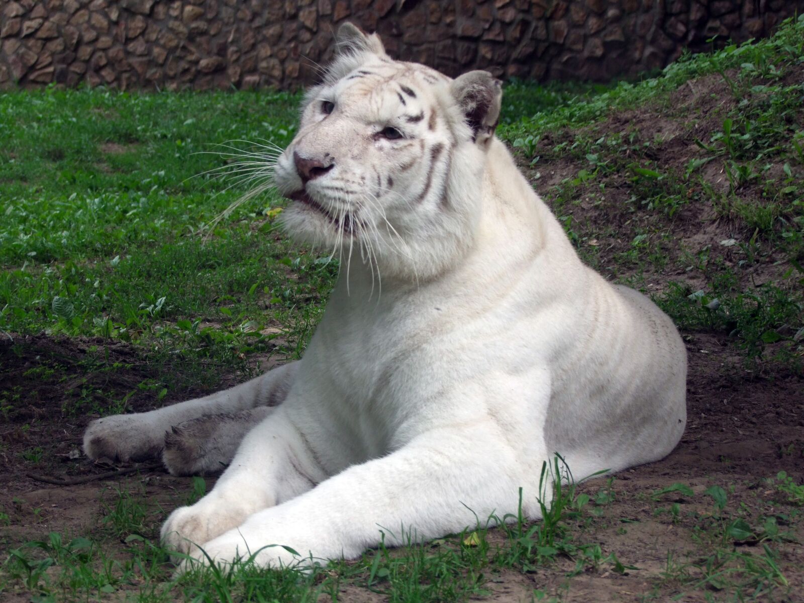 Fujifilm FinePix S100fs sample photo. Siberian tiger, animal, zoo photography