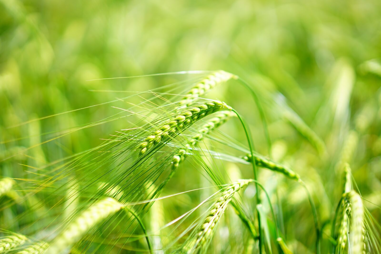 Sony a7 + Sony Sonnar T* FE 55mm F1.8 ZA sample photo. Barley, young crop, green photography