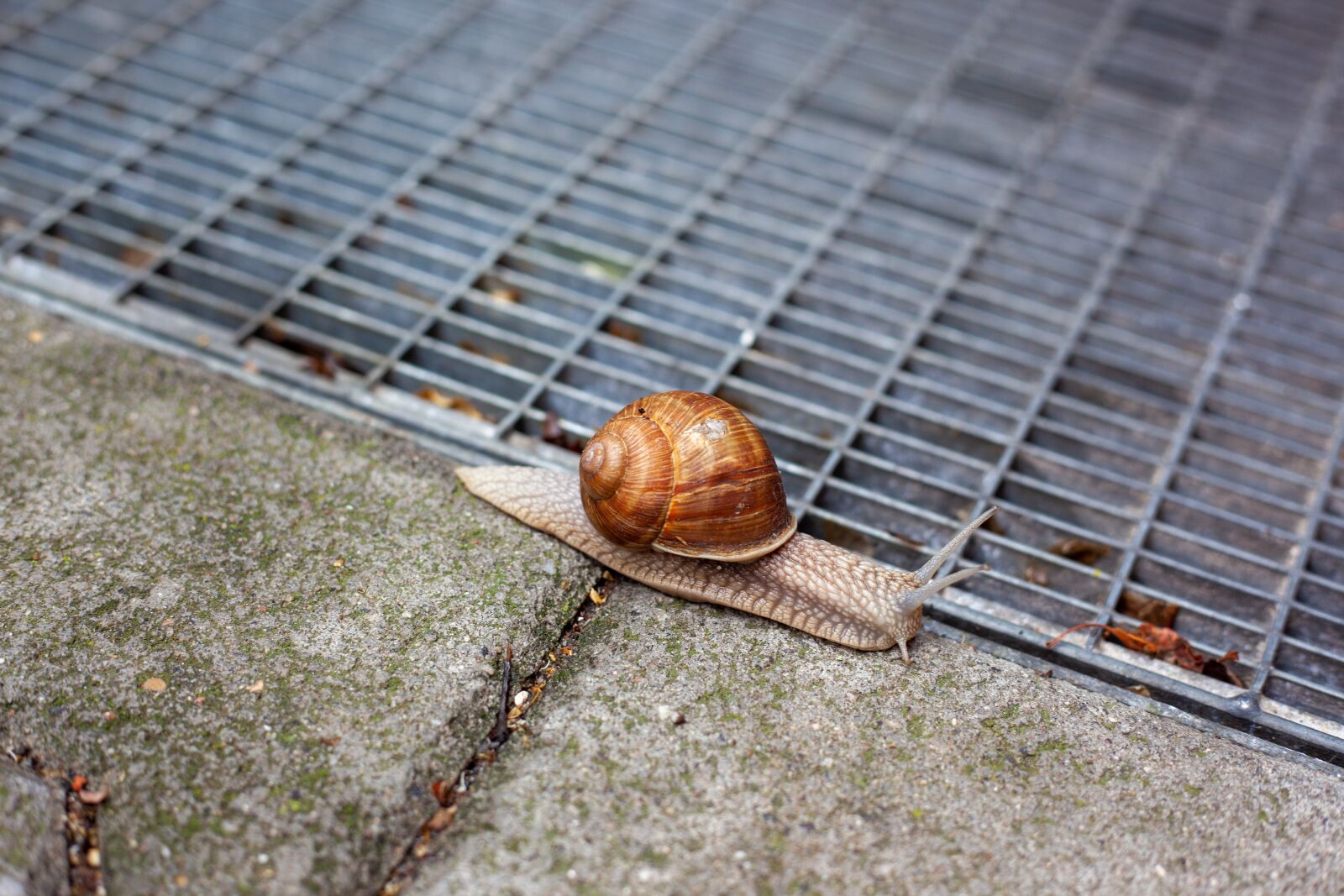 Canon EF 50mm F1.8 II sample photo. Snail, slowly, shell photography