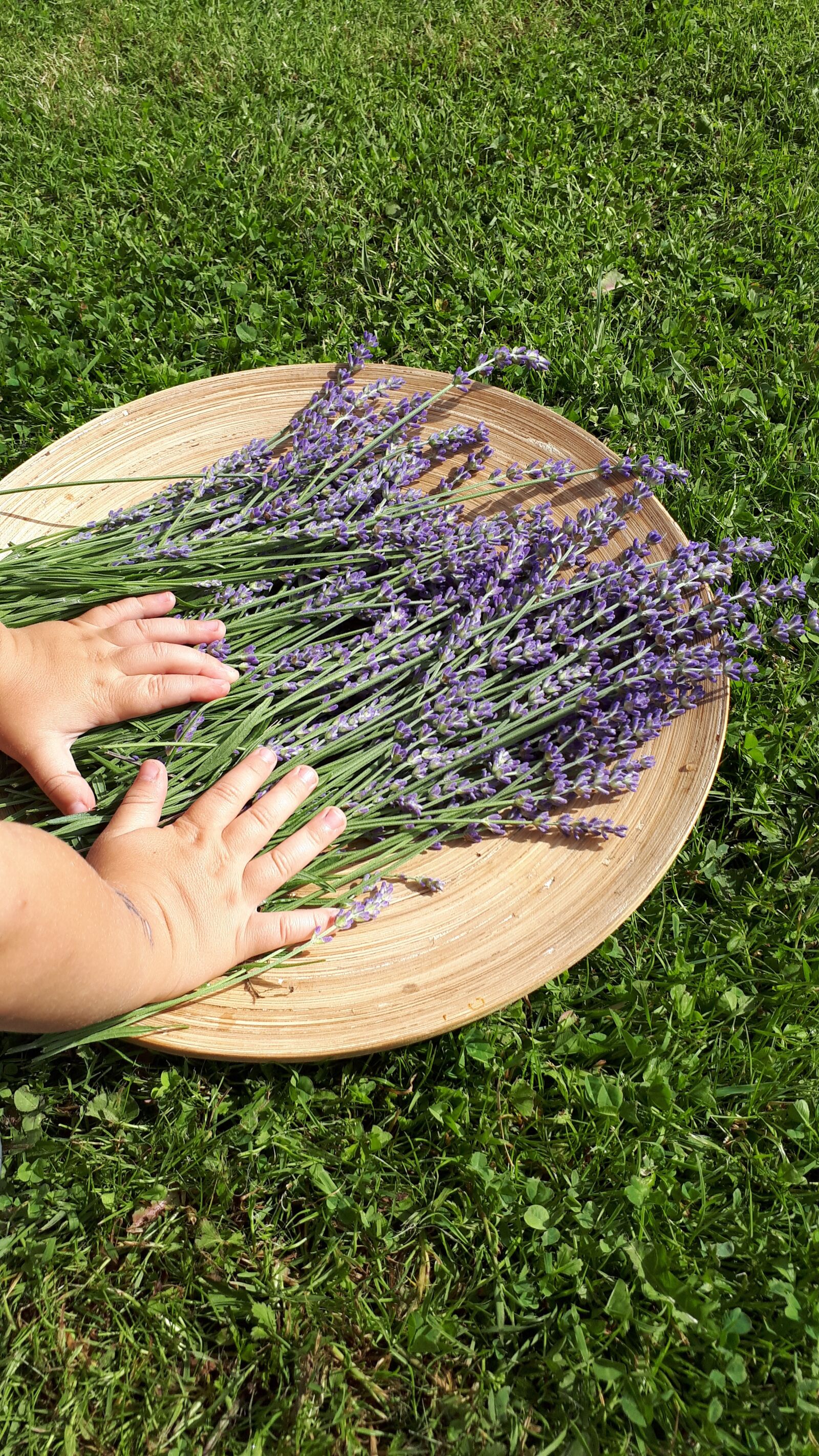 Samsung Galaxy A5(2017) sample photo. Lavender, child, summer photography
