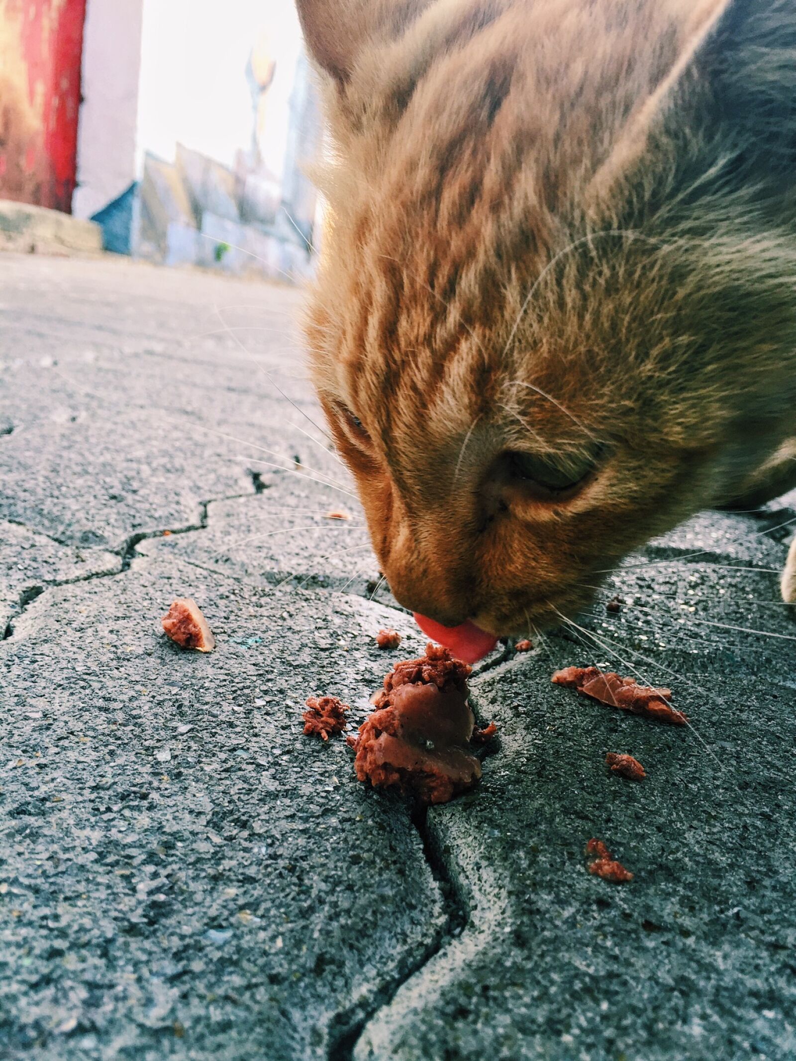 Apple iPhone 6 sample photo. Cats, eating, yummy photography