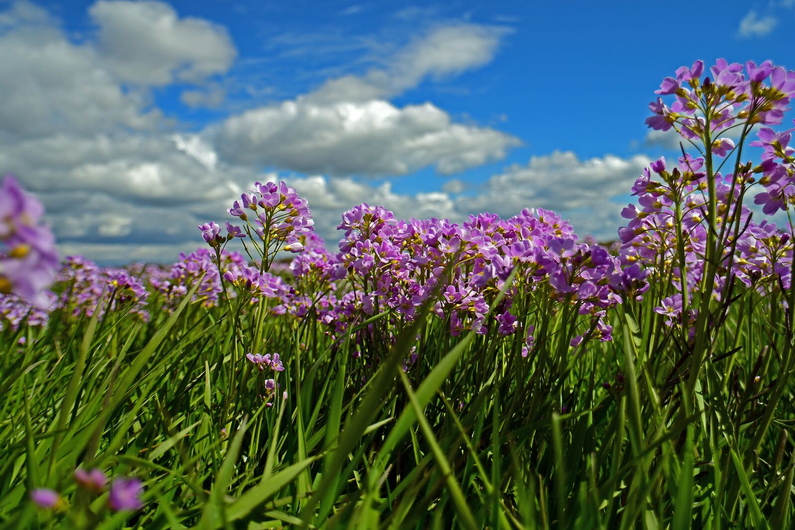 Nikon D500 sample photo. Smock, meadow, grassland photography