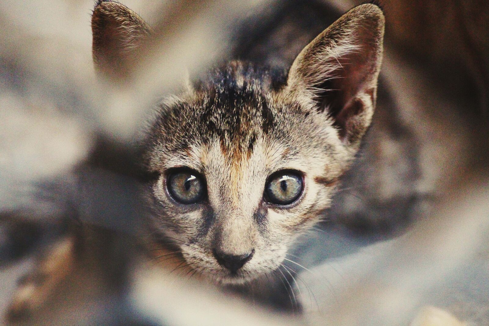 Canon EOS 700D (EOS Rebel T5i / EOS Kiss X7i) sample photo. Animal, cat, feline photography