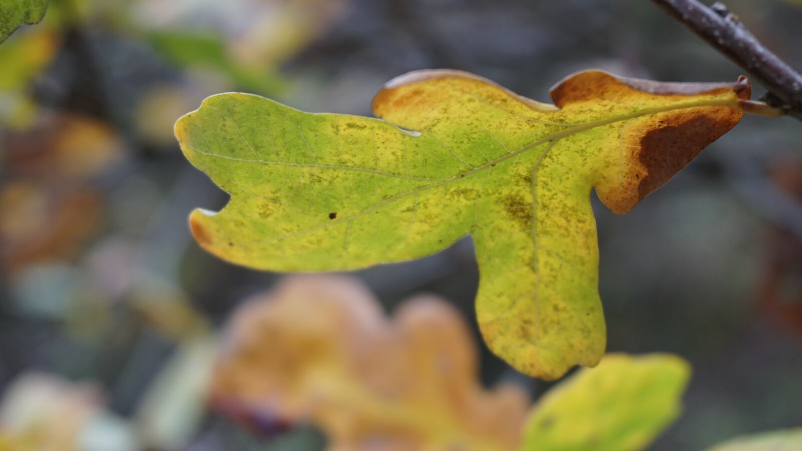 Sony E 16-50mm F3.5-5.6 PZ OSS sample photo. Autumn, leaf, fall leaves photography