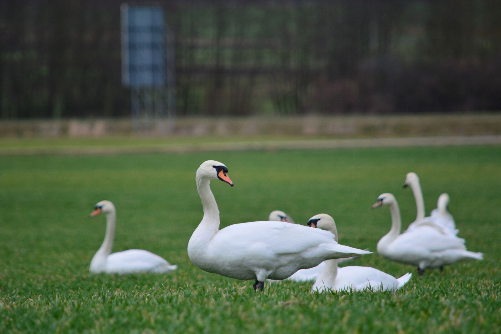 Nikon D5200 sample photo. Swans, white, bird photography