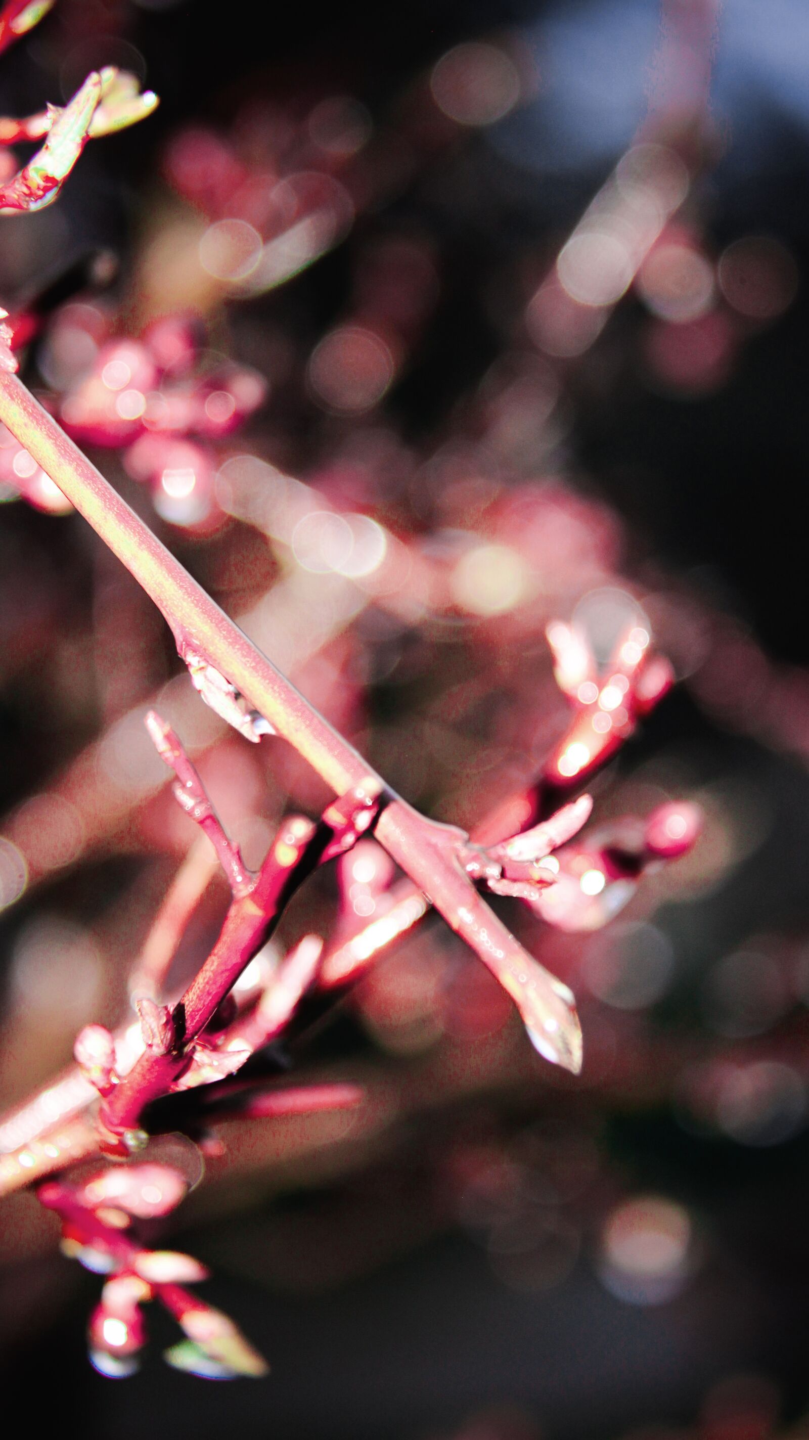 Canon EF-S 18-200mm F3.5-5.6 IS sample photo. Nature, plant, flower photography