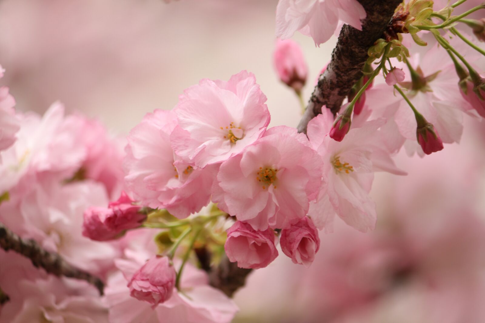Canon EOS 500D (EOS Rebel T1i / EOS Kiss X3) sample photo. Cherry blossoms, sakura, blossom photography