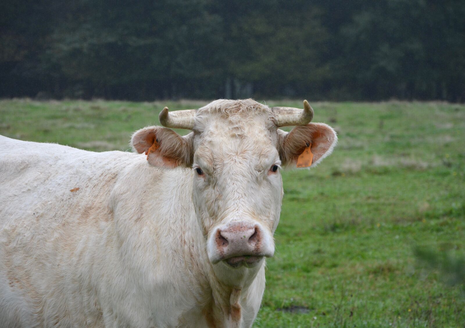 Nikon D5200 sample photo. Cow, white cow, head photography