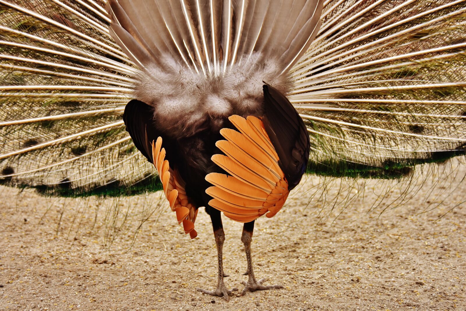 Nikon D7200 sample photo. Peacock feathers, wheel, plumage photography