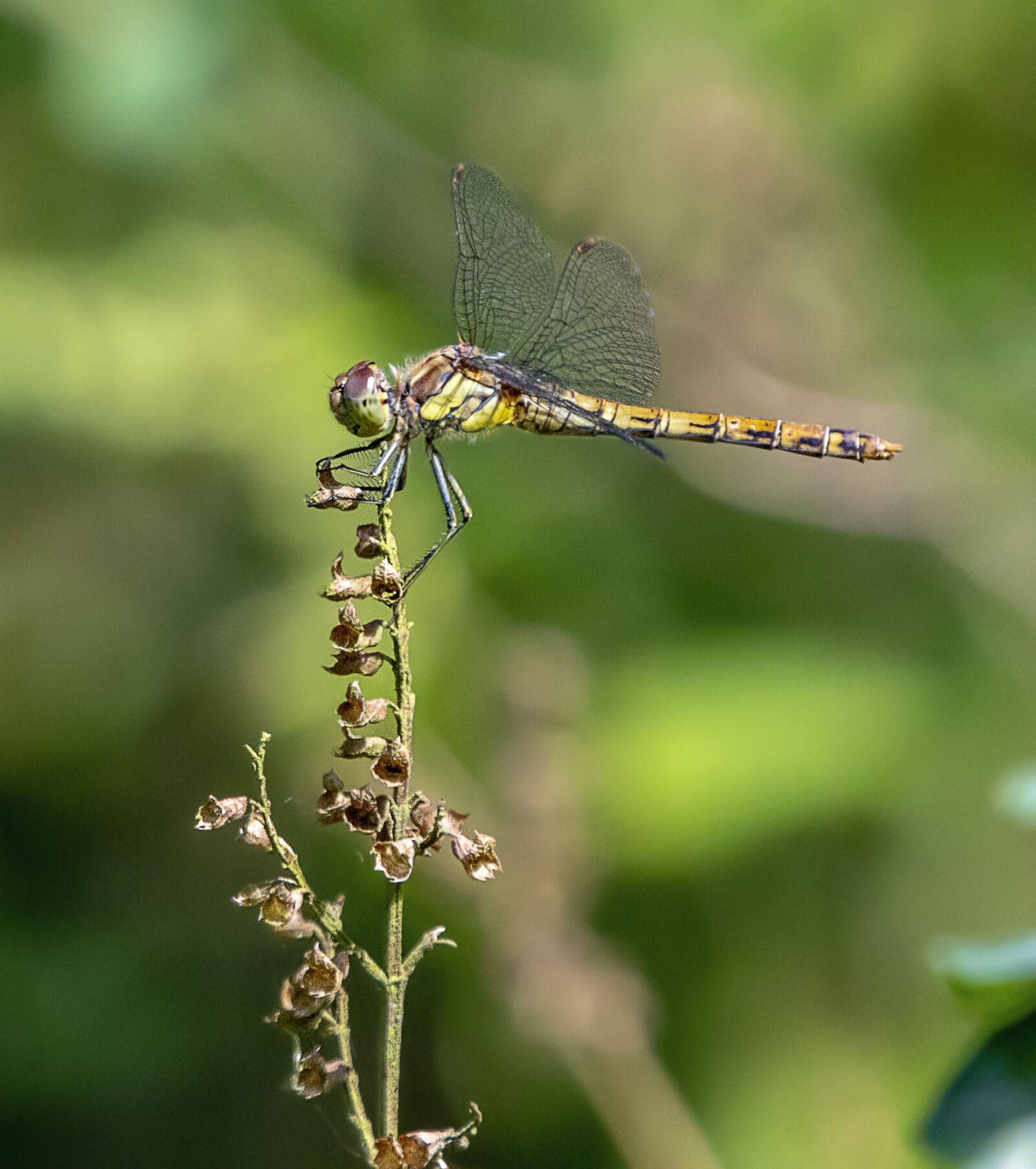 Sigma 100-400mm F5-6.3 DG OS HSM sample photo. Dragonfly, wings, insect photography