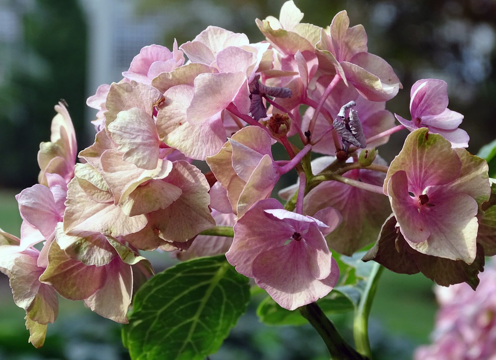 Sony Cyber-shot DSC-HX400V sample photo. Hydrangea, bauer hydrangea, flower photography