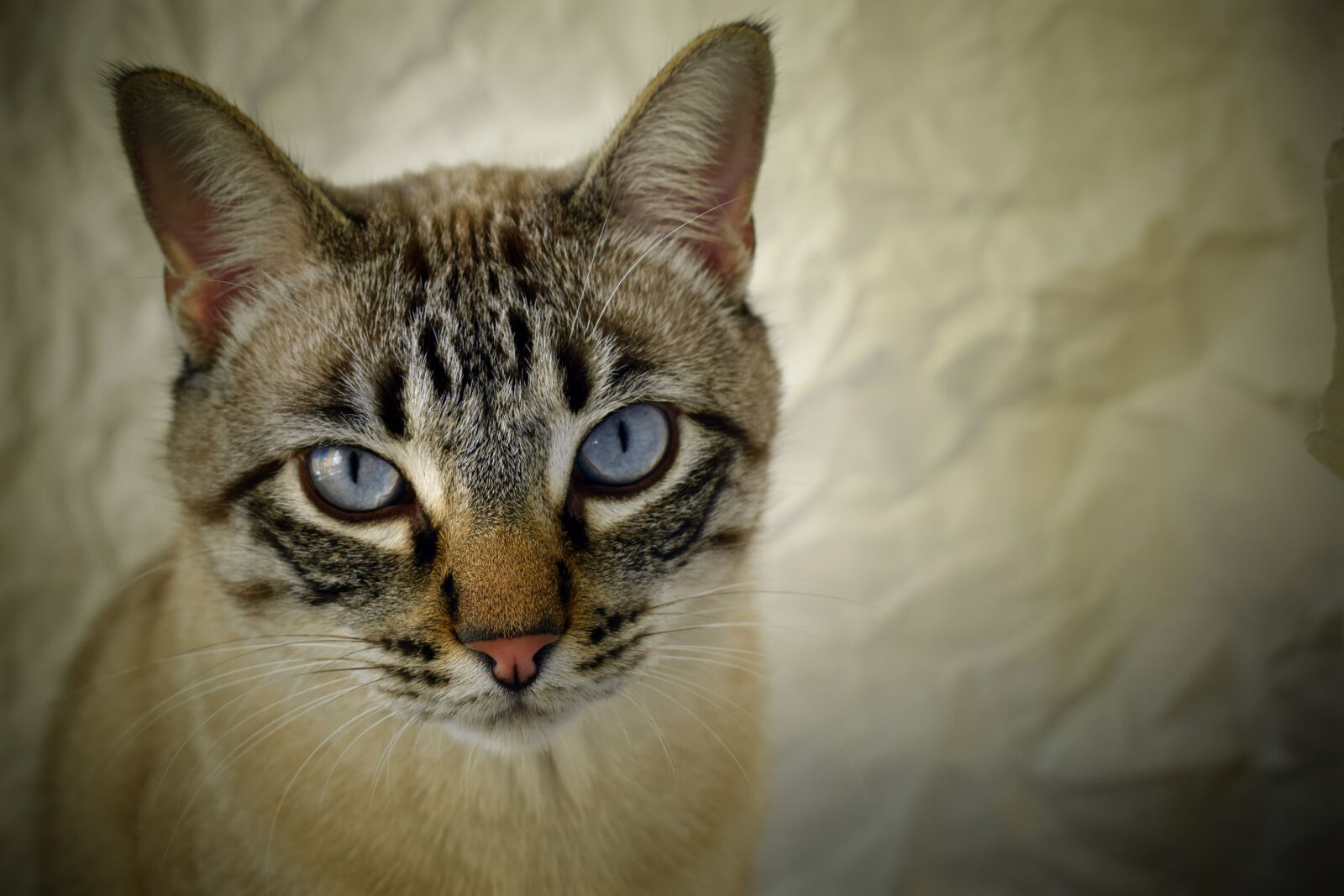 Nikon D5300 sample photo. Cat, pet, romeo photography