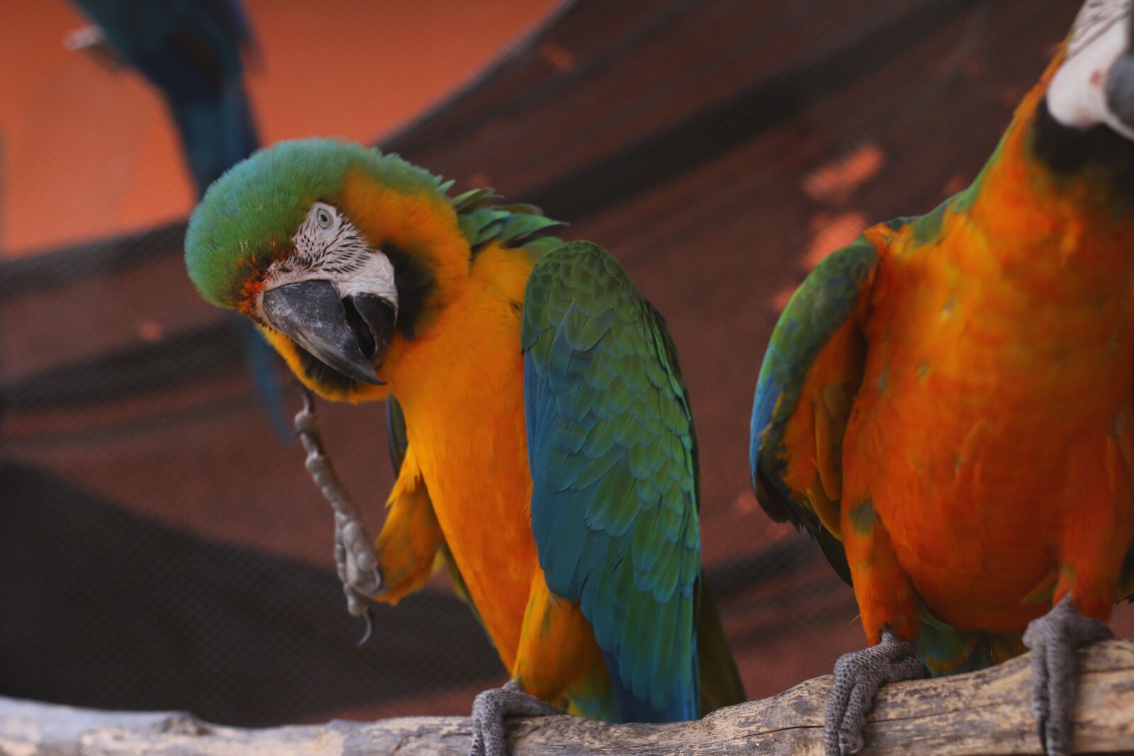 Canon EOS 70D + Canon EF 50mm F1.8 II sample photo. Parrot, animals, loro photography