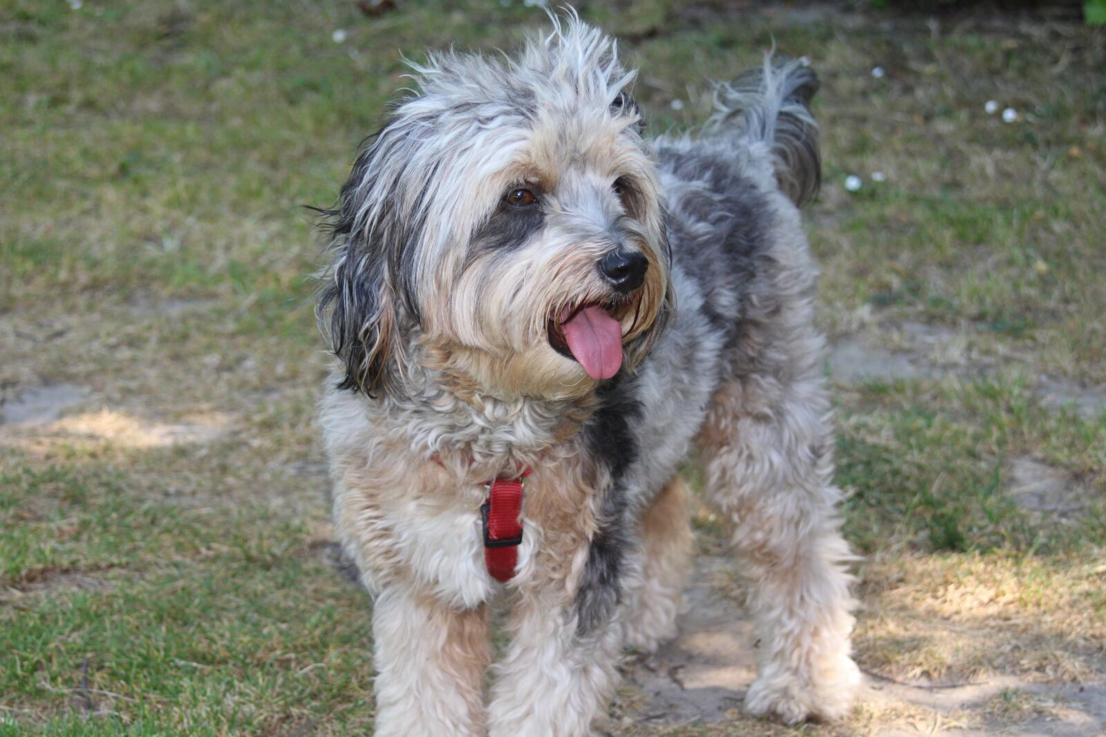 Canon EF 35-80mm F4.0-5.6 III sample photo. Dog, smile, happy photography