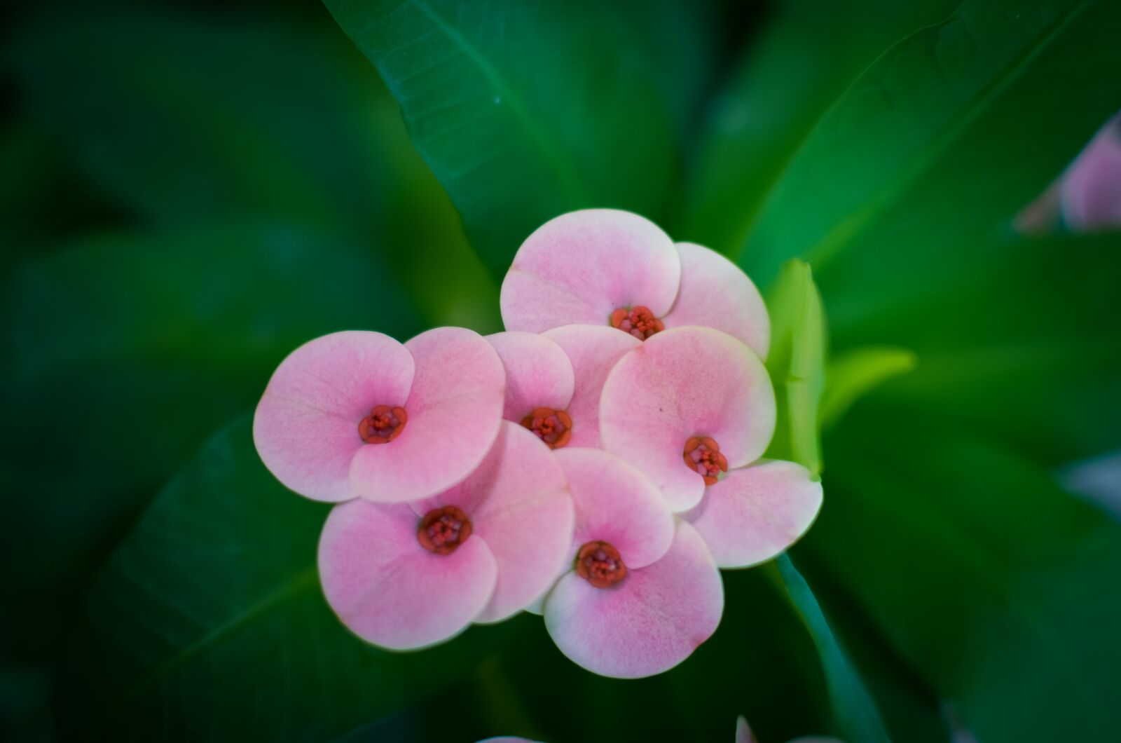 Nikon D5100 sample photo. Beautiful flowers, natural, flaunted photography