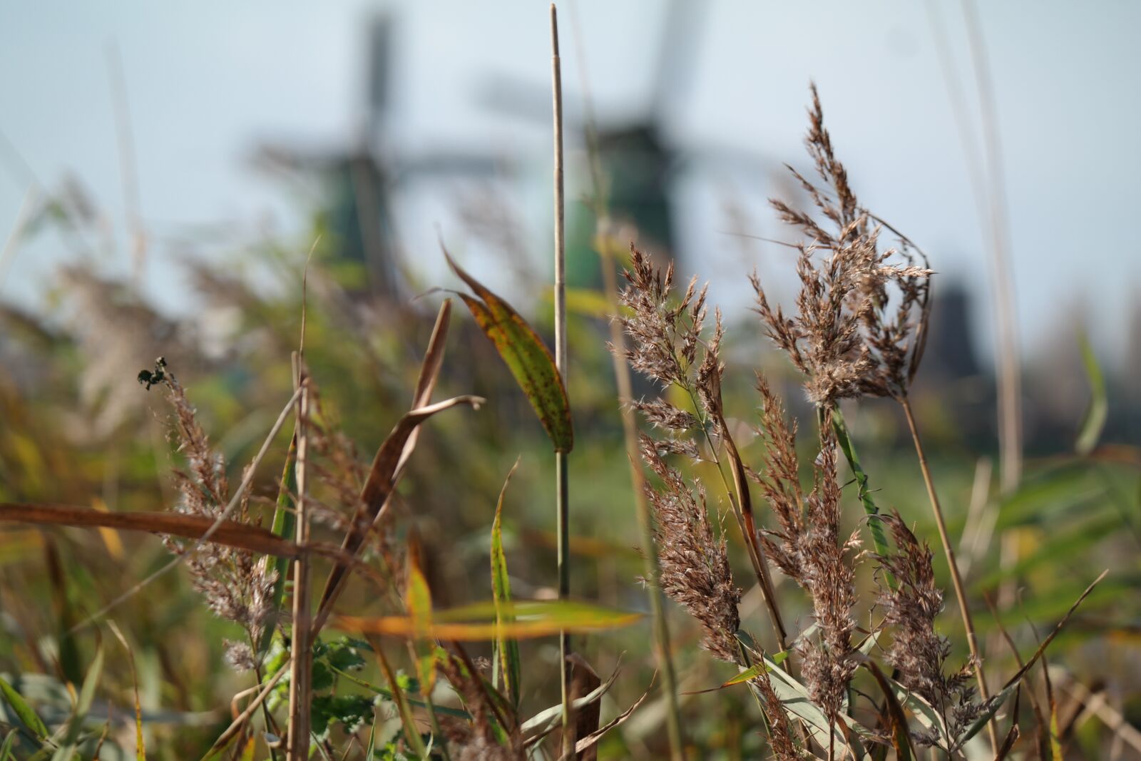 Samsung NX30 sample photo. Grass, reed, close up photography