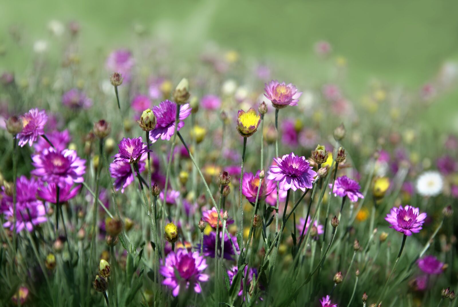 Nikon D3000 sample photo. Flowers, petals, wild flowers photography