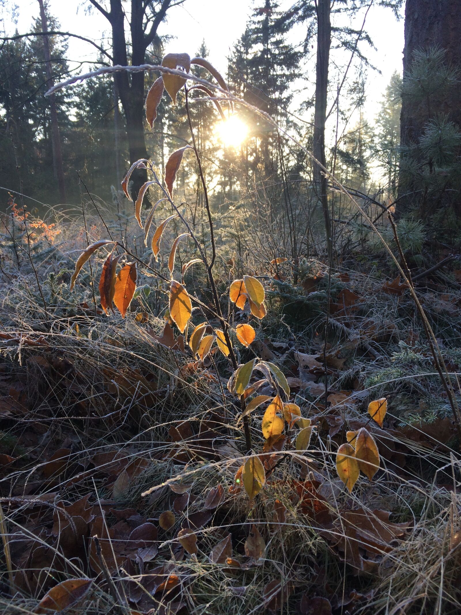 iPhone 5s back camera 4.15mm f/2.2 sample photo. Forest, leaves, winter photography