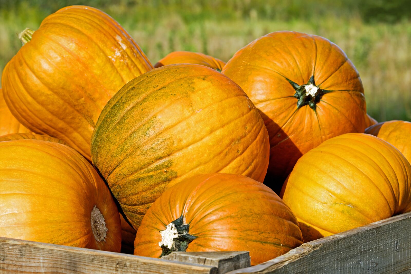 Fujifilm XF 55-200mm F3.5-4.8 R LM OIS sample photo. Pumpkin, gourd, yellow photography