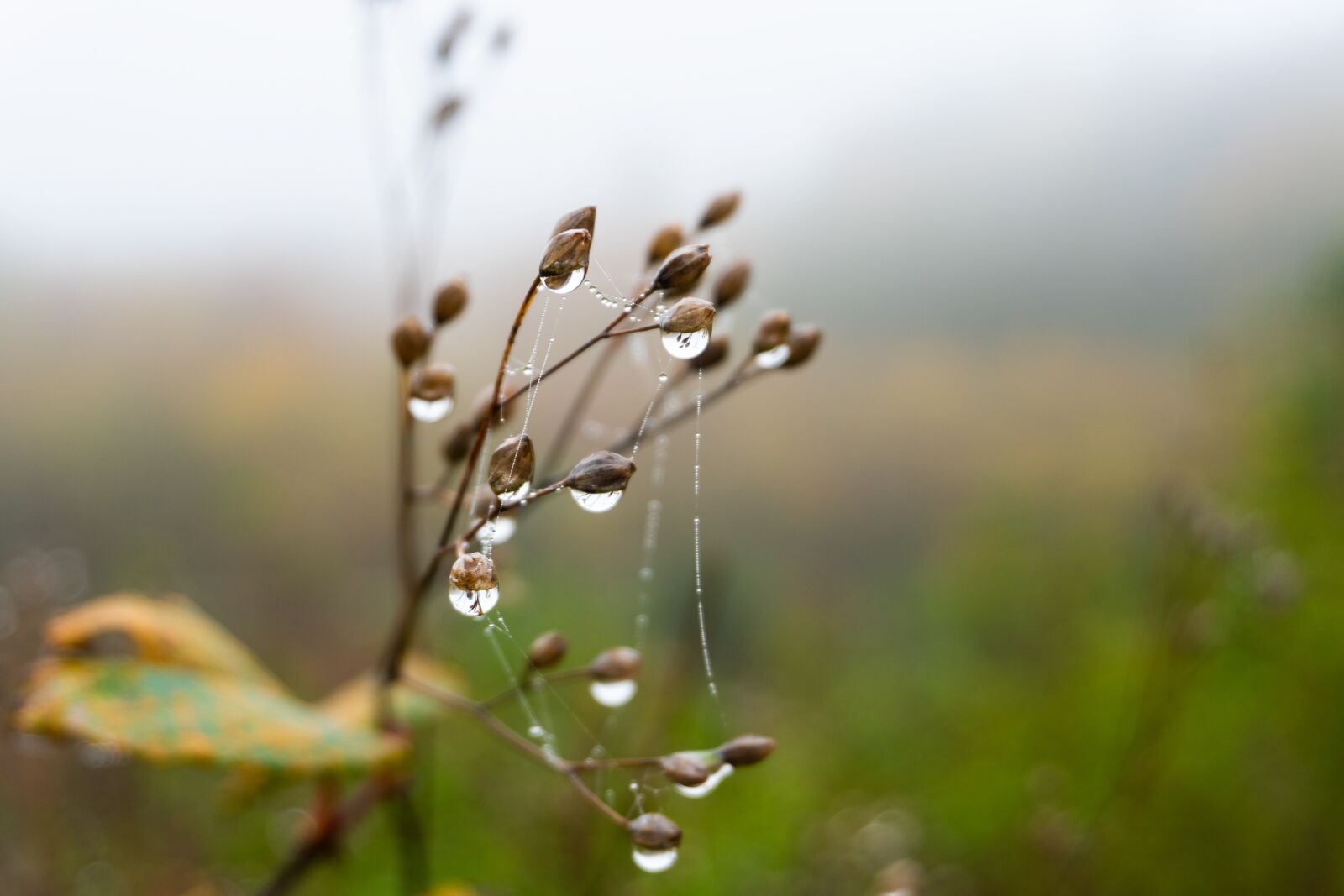 Sony a6500 sample photo. Trees, fog, autumn photography