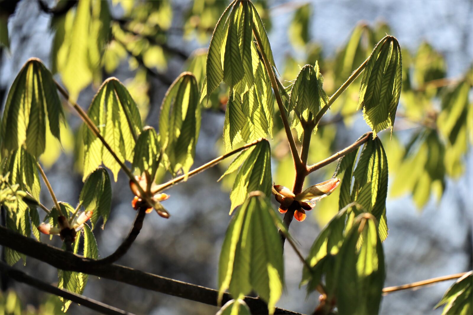 Canon EOS M6 sample photo. Spring, april, horse chestnut photography