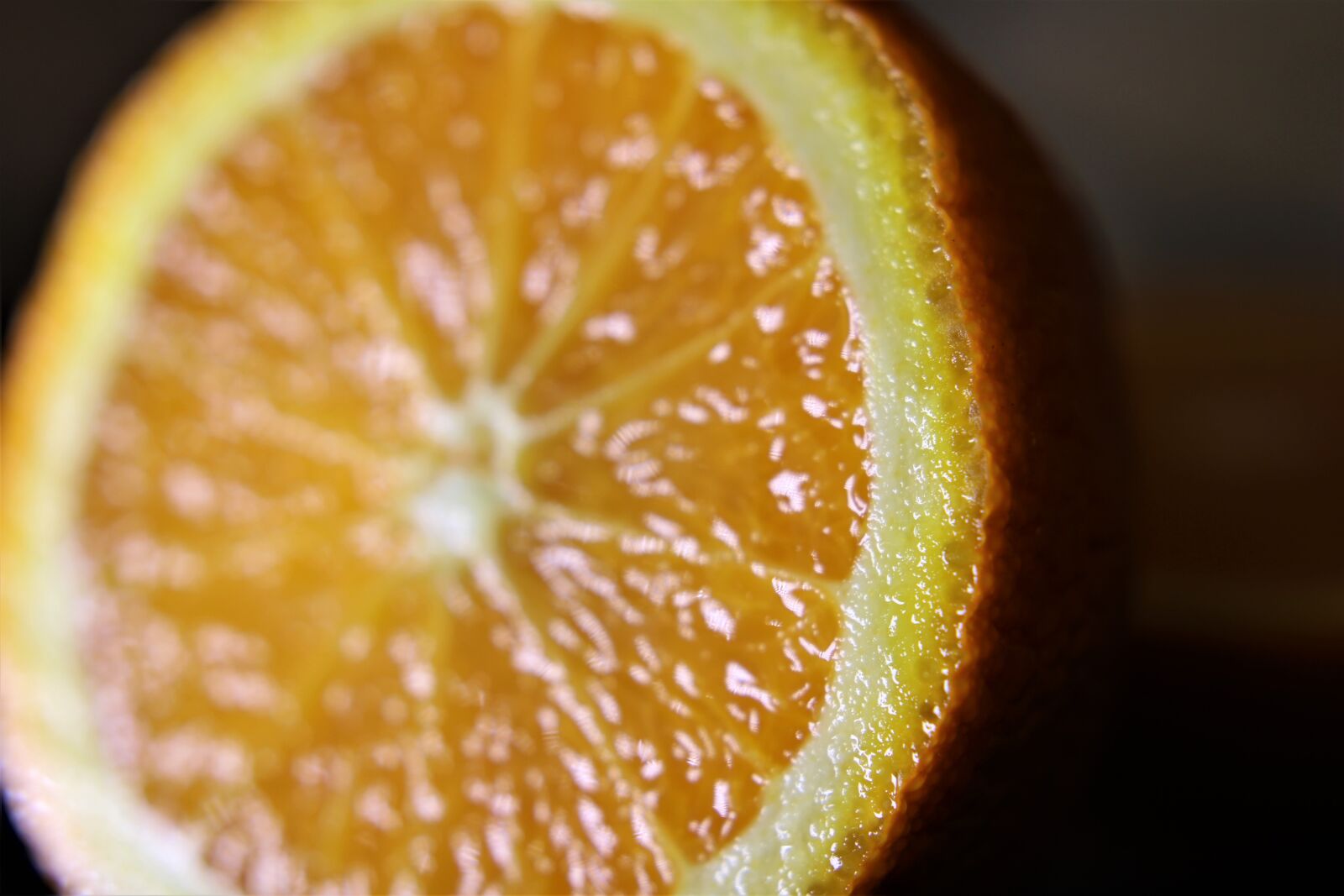 Canon EOS 2000D (EOS Rebel T7 / EOS Kiss X90 / EOS 1500D) sample photo. Orange, close, nature photography