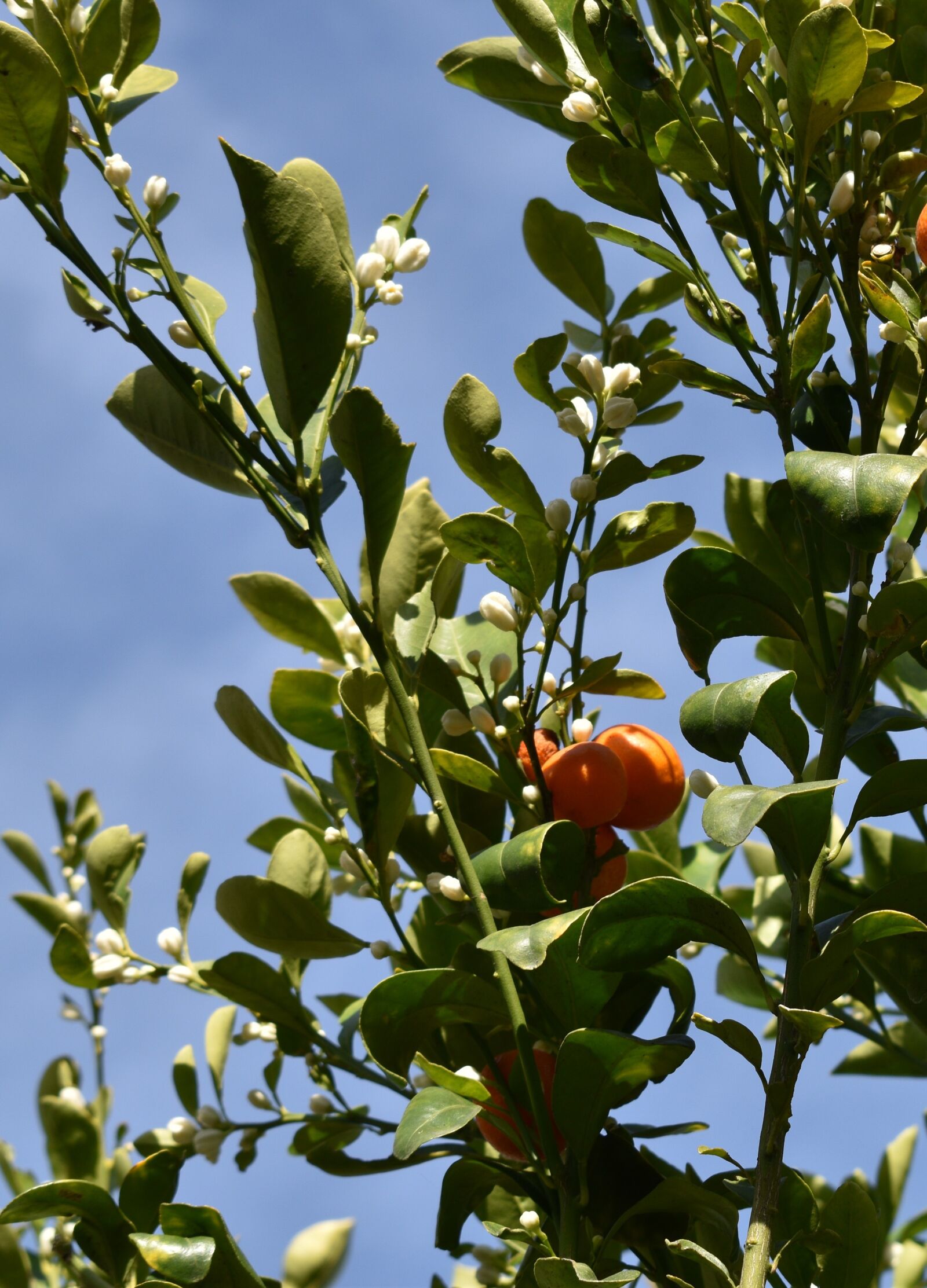 Nikon D3500 sample photo. Citrus tree, calamansi, bloom photography