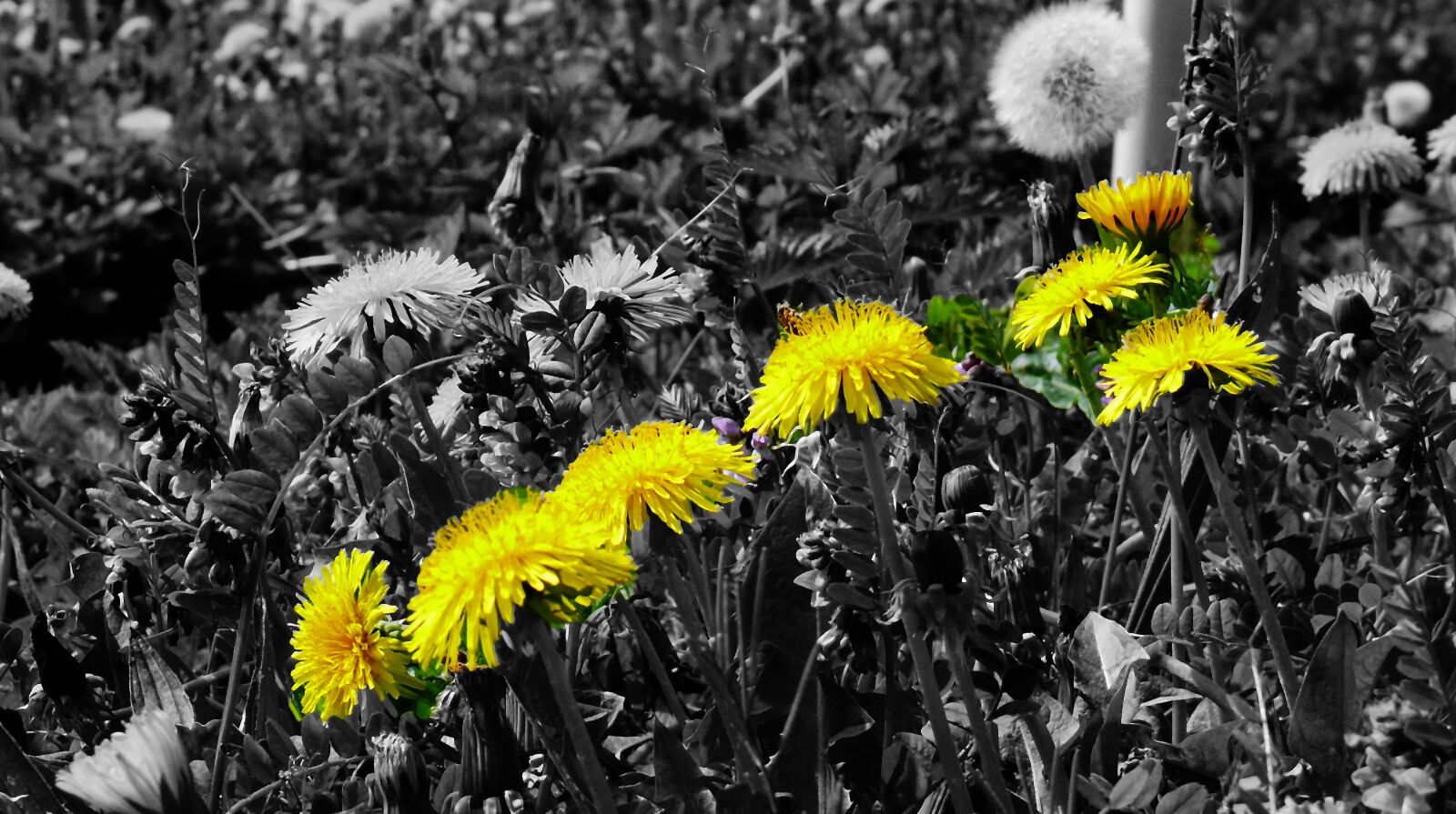 Leica V-LUX 1 sample photo. Dandelion, yellow, flowers photography