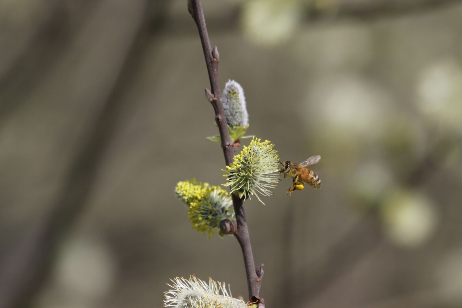 Canon EOS 50D sample photo. Bee, insect, pollen photography