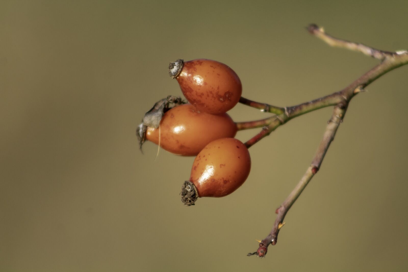 Canon EF75-300mm f/4-5.6 sample photo. Wildflower, rosehips, brian photography