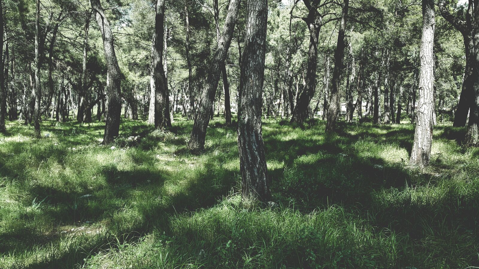 Samsung Galaxy Note4 sample photo. Forest, grass, nature photography