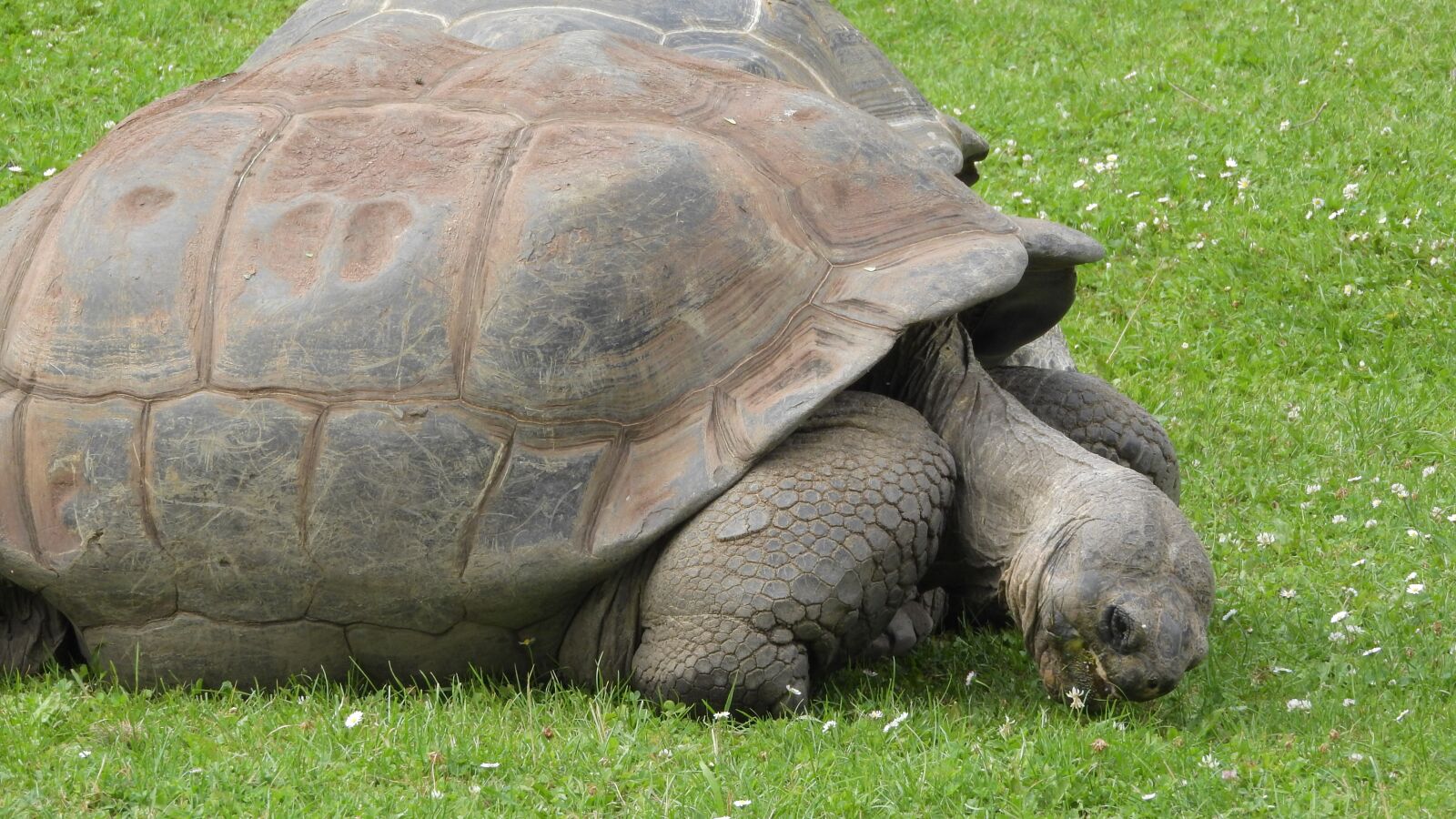 Nikon Coolpix P610 sample photo. Grazing tortoise, tortoise, celonoidis photography