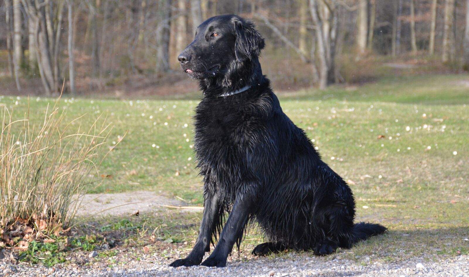 Nikon D7100 sample photo. Dog, retriever, black flat photography