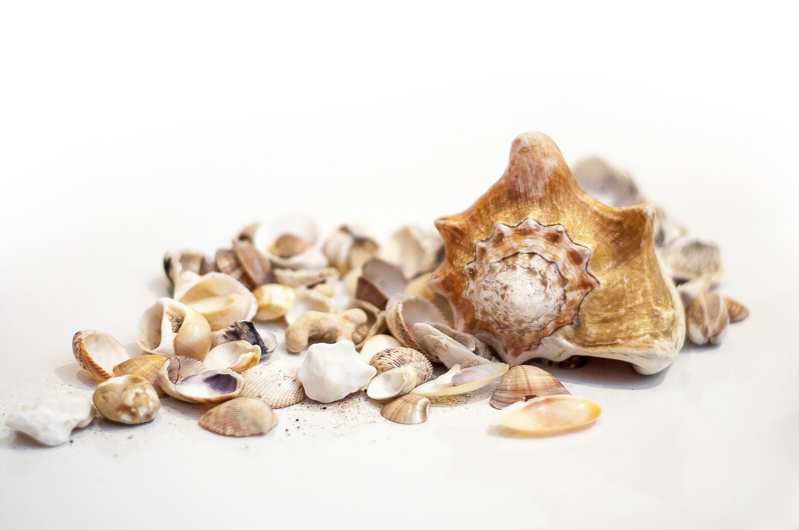 Nikon D5000 sample photo. Shell, white, sea photography