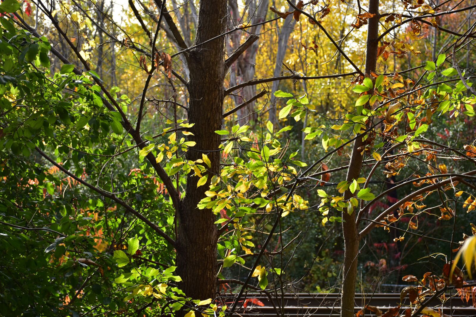 Nikon D7200 sample photo. Plants, trees, leaves photography